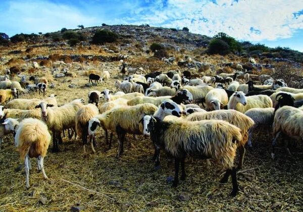 Ανακοίνωση για υποχρεώσεις κτηνοτρόφων σχετικά με την κατάθεση απογραφής του ζωικού πληθυσμού