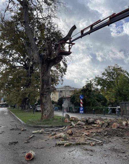 Κοπή επικίνδυνου ξερού πλατάνου στην Αρχαία Ολυμπία (ΦΩΤΟ)