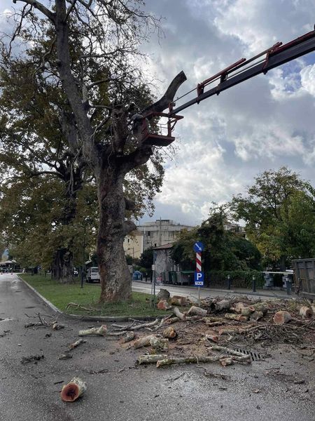 Κοπή επικίνδυνου ξερού πλατάνου στην Αρχαία Ολυμπία (ΦΩΤΟ)