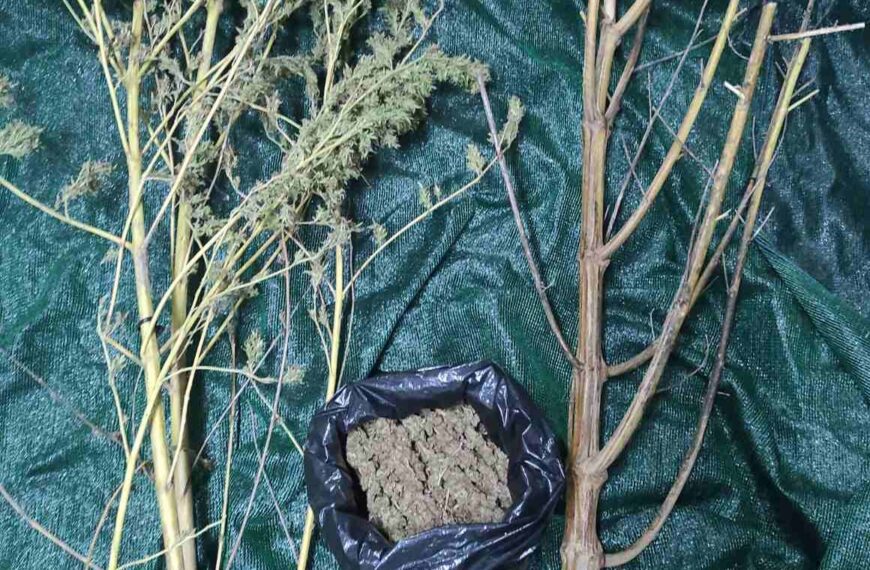 Πύργος: Συνελήφθη άνδρας για καλλιέργεια και κατοχή ναρκωτικών