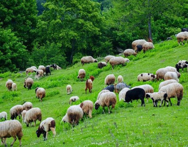 Νέα ενίσχυση 26 εκατ. ευρώ για αποζημιώσεις κτηνοτρόφων λόγω ευλογιάς – Πόσα πήρε η Ηλεία