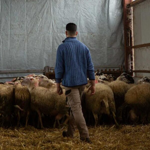 Ξεκινά η εκπαίδευση των κτηνοτρόφων για τη λήψη της συνδεδεμένης ενίσχυσης