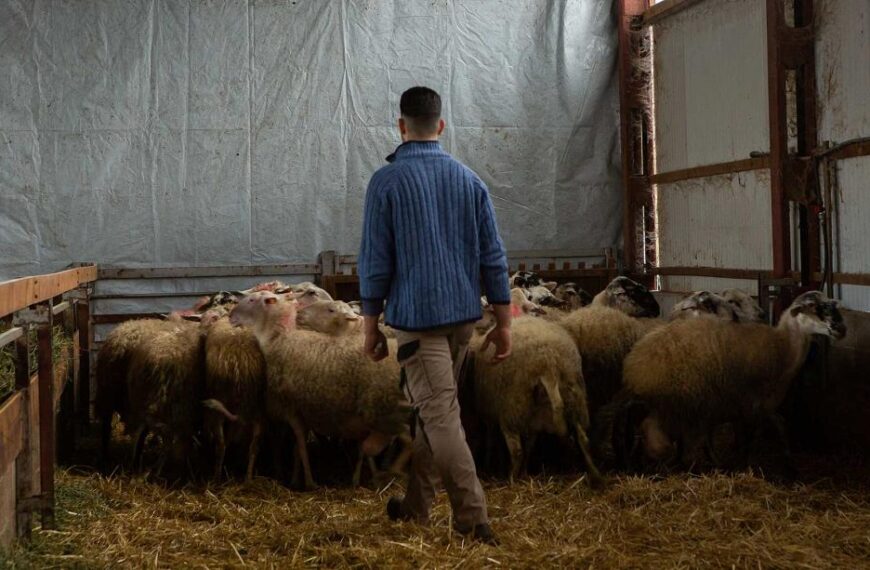 Ξεκινά η εκπαίδευση των κτηνοτρόφων για τη λήψη της συνδεδεμένης ενίσχυσης