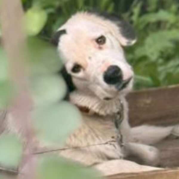 Διάσωση 56 ζώων από το Δημοτικό Καταφύγιο Ανδρίτσαινας-Κρεστένων μετά από καταγγελίες κακοποίησης