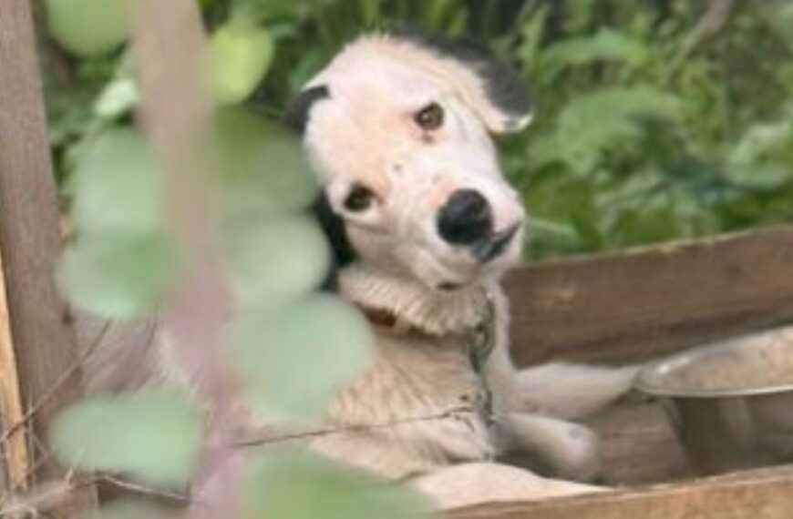 Διάσωση 56 ζώων από το Δημοτικό Καταφύγιο Ανδρίτσαινας-Κρεστένων μετά από καταγγελίες κακοποίησης