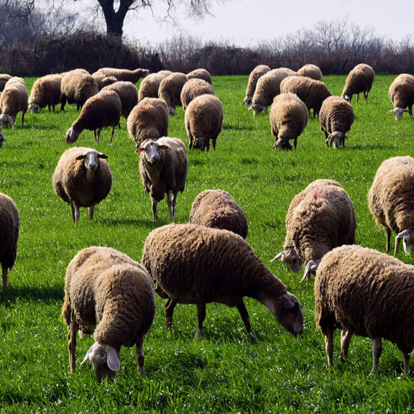 Στη γραμμή άμυνας κατά της ευλογιάς οι στρατιωτικοί κτηνίατροι