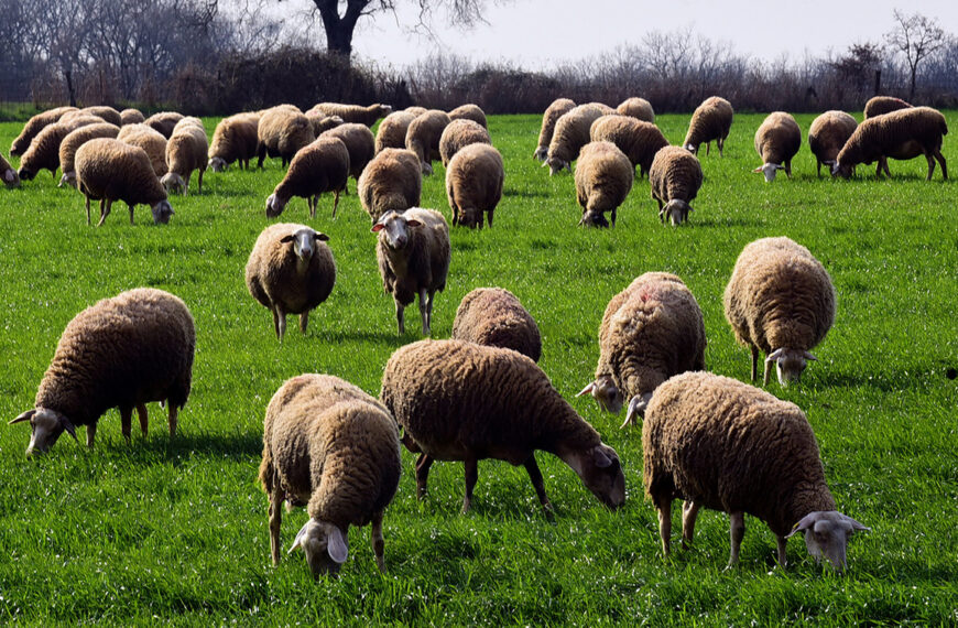 Στη γραμμή άμυνας κατά της ευλογιάς οι στρατιωτικοί κτηνίατροι