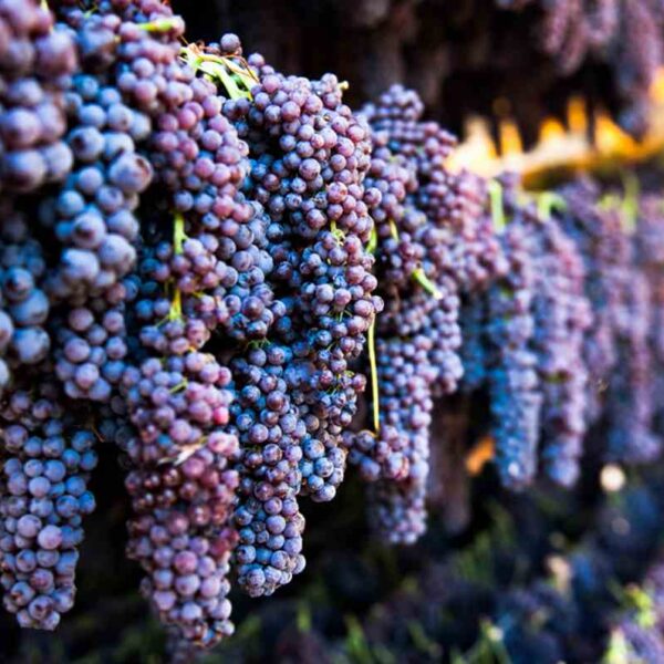 Όμιλος Φίλων Σταφίδας: Προτάσεις για την αντίστροφη του αρνητικού κλίματος για την μαύρη κορινθιακή σταφίδα και τη χάραξη μιας ολοκληρωμένης πολιτικής προκειμένου να σταματήσει η εγκατάλειψη της καλλιέργειάς της