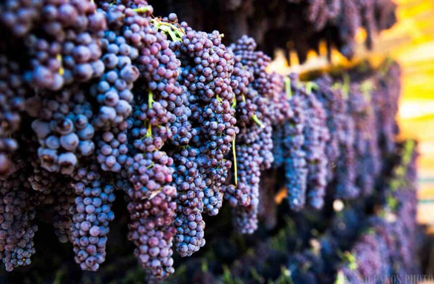 Όμιλος Φίλων Σταφίδας: Προτάσεις για την αντίστροφη του αρνητικού κλίματος για την μαύρη κορινθιακή σταφίδα και τη χάραξη μιας ολοκληρωμένης πολιτικής προκειμένου να σταματήσει η εγκατάλειψη της καλλιέργειάς της