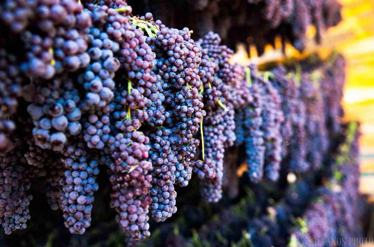 Όμιλος Φίλων Σταφίδας: Προτάσεις για την αντίστροφη του αρνητικού κλίματος για την μαύρη κορινθιακή σταφίδα και τη χάραξη μιας ολοκληρωμένης πολιτικής προκειμένου να σταματήσει η εγκατάλειψη της καλλιέργειάς της