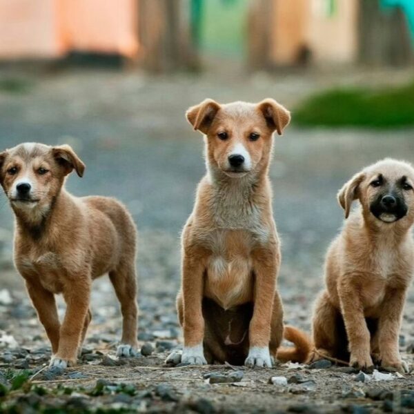 Ενημέρωση από τον δήμο Ήλιδας για τους νέους κανόνες αναπαραγωγής ζώων συντροφιάς!
