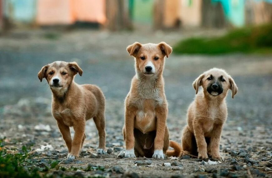 Ενημέρωση από τον δήμο Ήλιδας για τους νέους κανόνες αναπαραγωγής ζώων συντροφιάς!