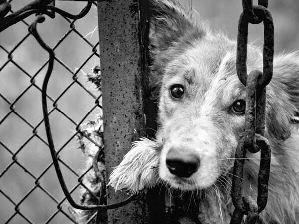 Παγκόσμια Ημέρα Αδέσποτων Ζώων: Μήνυμα ευθύνης και ανθρωπιάς