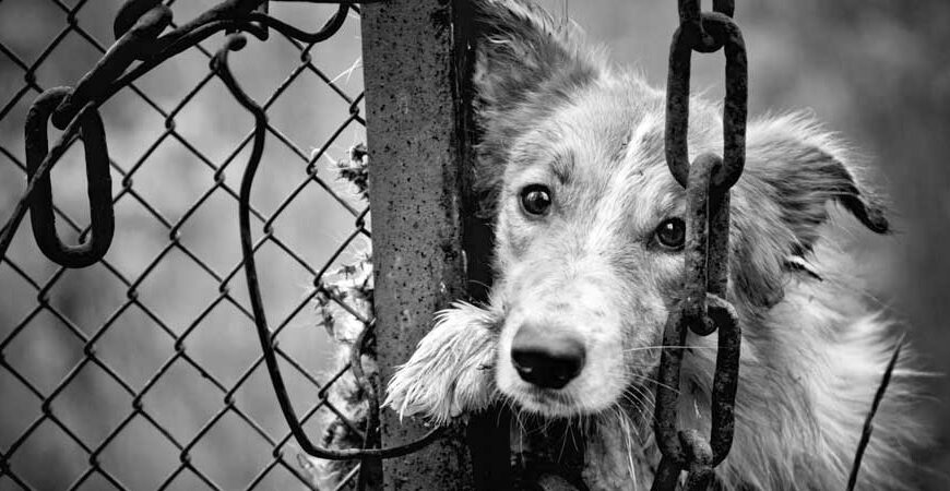 Παγκόσμια Ημέρα Αδέσποτων Ζώων: Μήνυμα ευθύνης και ανθρωπιάς