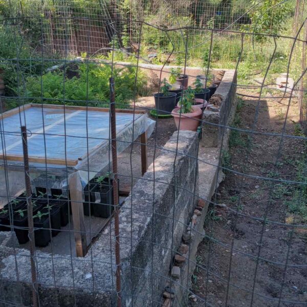 Πύργος: Καλλιεργούσε περίεργα….«χόρτα» και συνελήφθη!