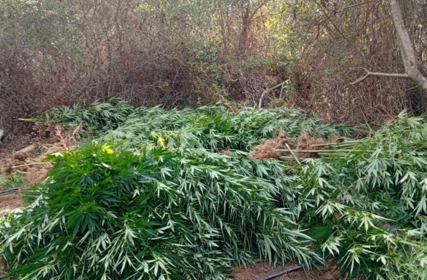 Ψάρι Βουπρασίας: Φυτεία με 320 δενδρύλλια κάνναβης εντοπίστηκε σε ελαιώνα