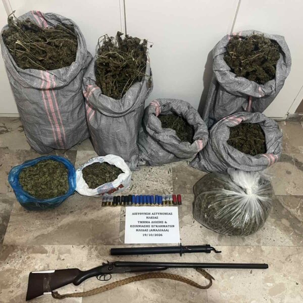 Ήλιδα: 100 δενδρύλλια κάνναβης ύψους έως 4 μέτρα και πάνω από 9 κιλά σε αγρόκτημα